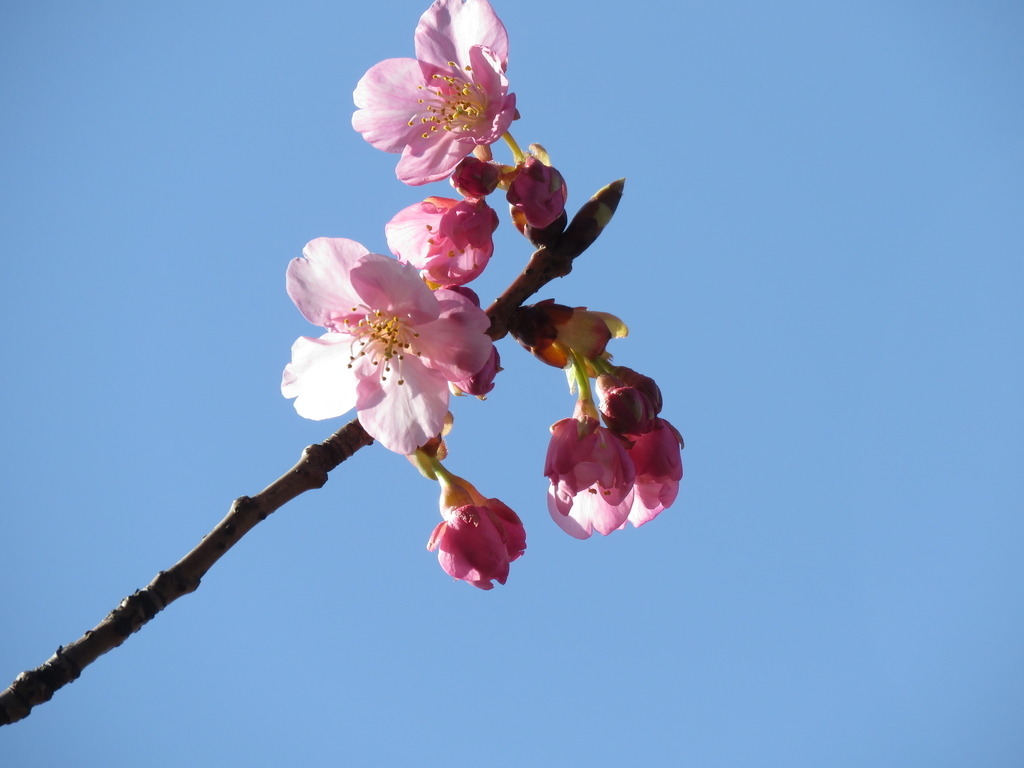 f:id:hansui:20190220155628j:plain