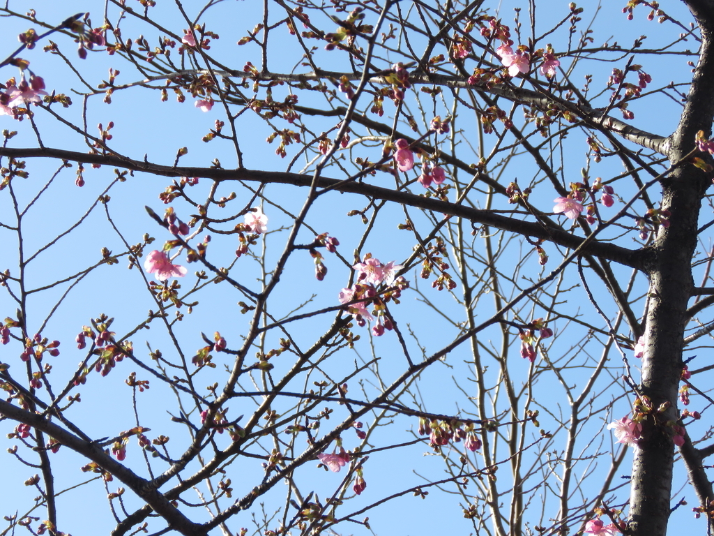 f:id:hansui:20190220155813j:plain