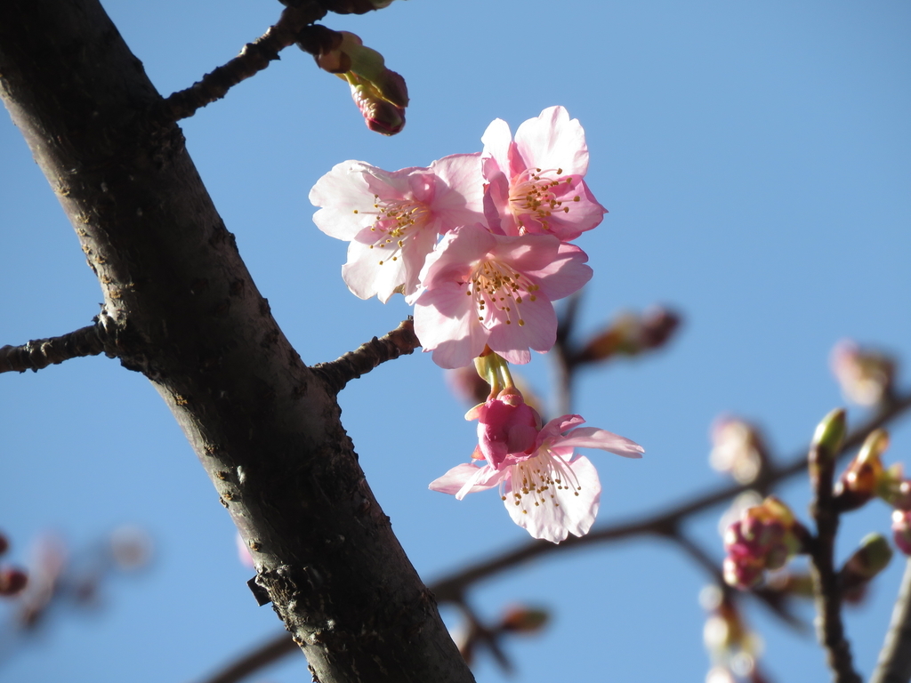 f:id:hansui:20190220155918j:plain