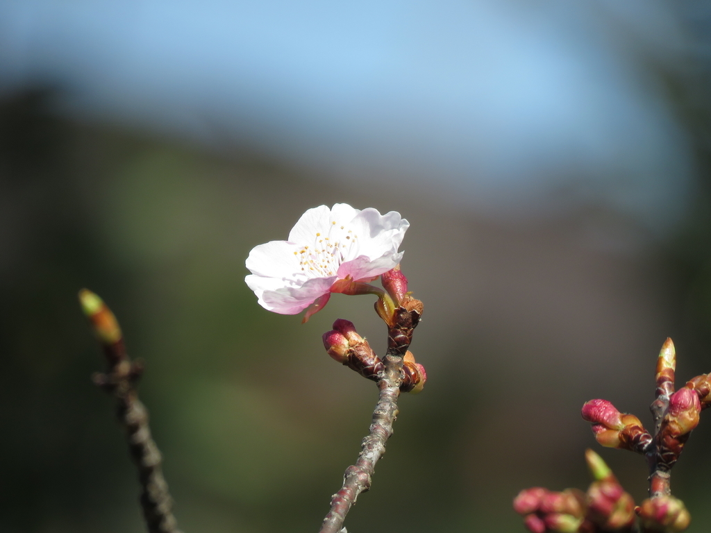 f:id:hansui:20190220160059j:plain