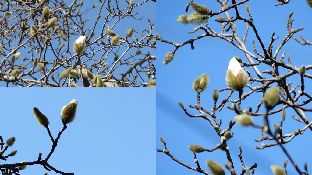 f:id:hansui:20190220161119j:plain