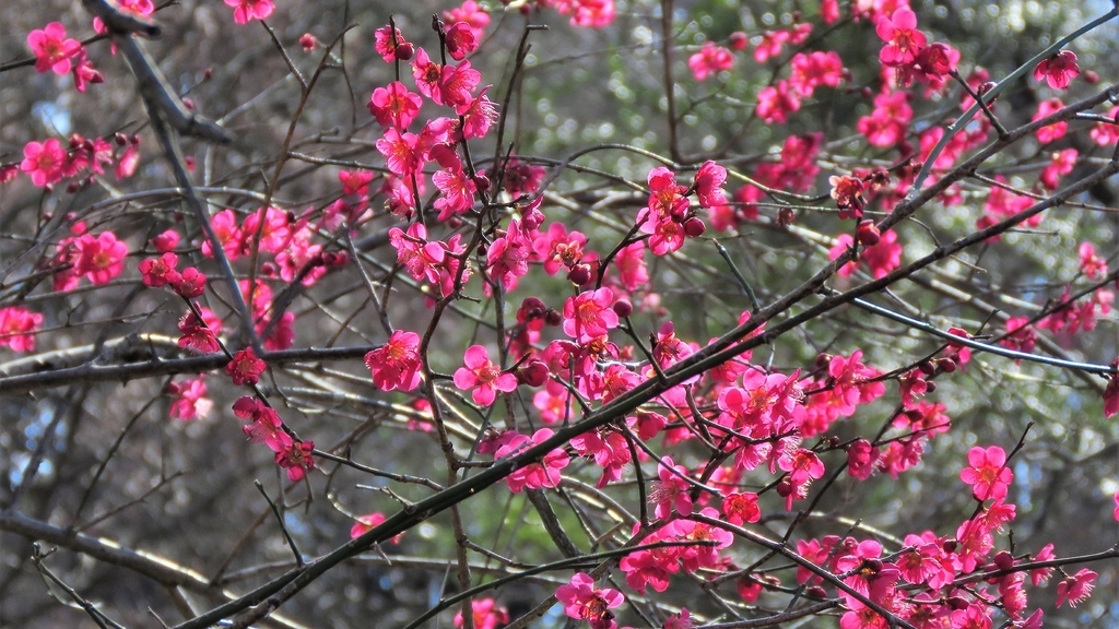 f:id:hansui:20190310043900j:plain