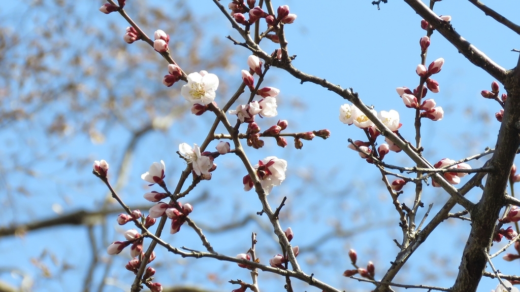f:id:hansui:20190310044533j:plain