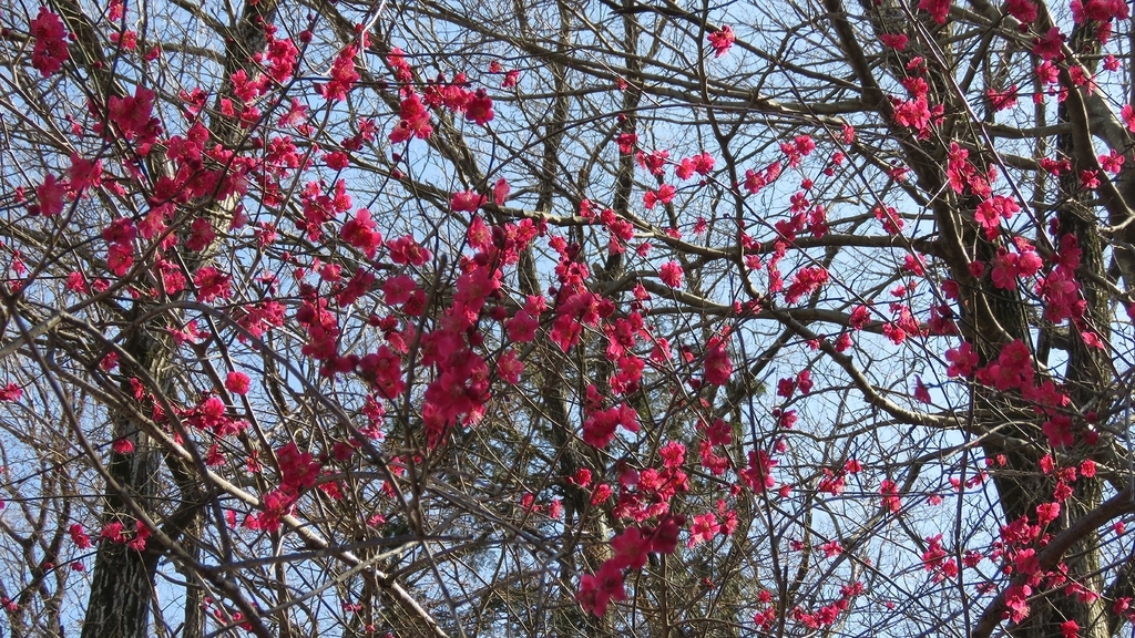 f:id:hansui:20190310044702j:plain