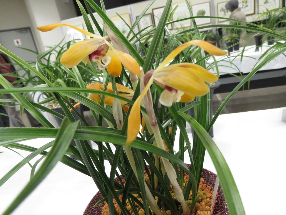 f:id:hansui:20190318065102j:plain f:id:hansui:20190318065102j:plain