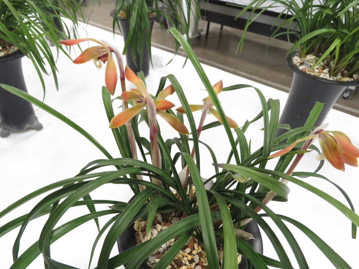 f:id:hansui:20190318065223j:plain f:id:hansui:20190318065223j:plain