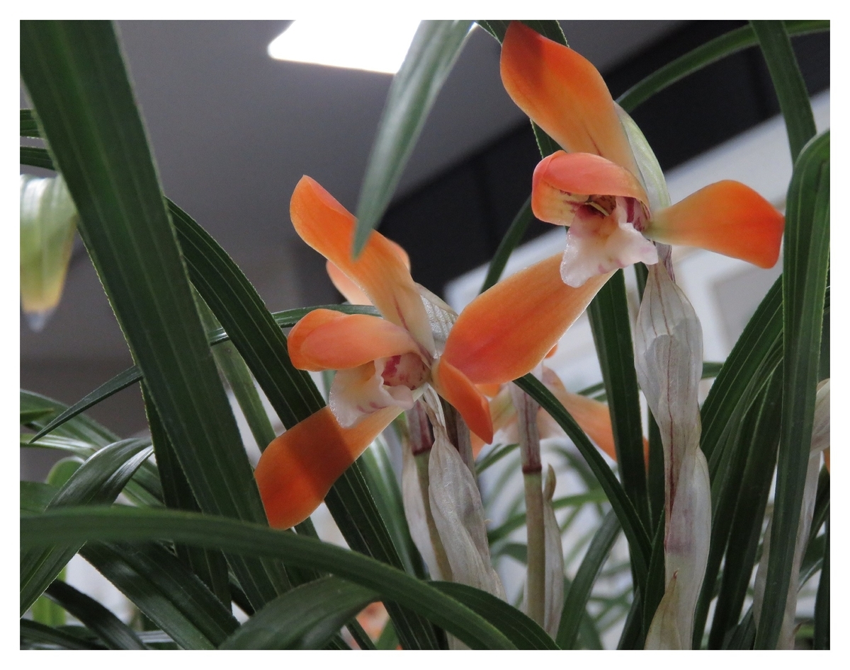 f:id:hansui:20190318113619j:plain f:id:hansui:20190318113619j:plain