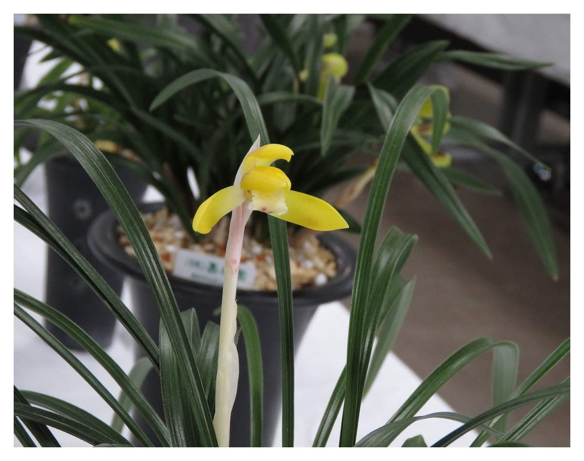 f:id:hansui:20190318115525j:plain f:id:hansui:20190318115525j:plain