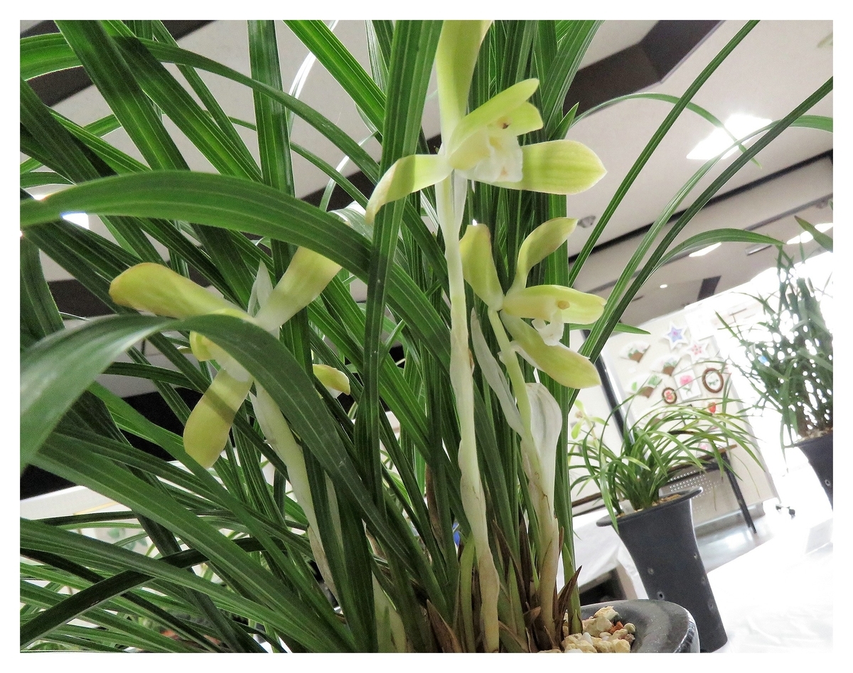 f:id:hansui:20190318115754j:plain f:id:hansui:20190318115754j:plain
