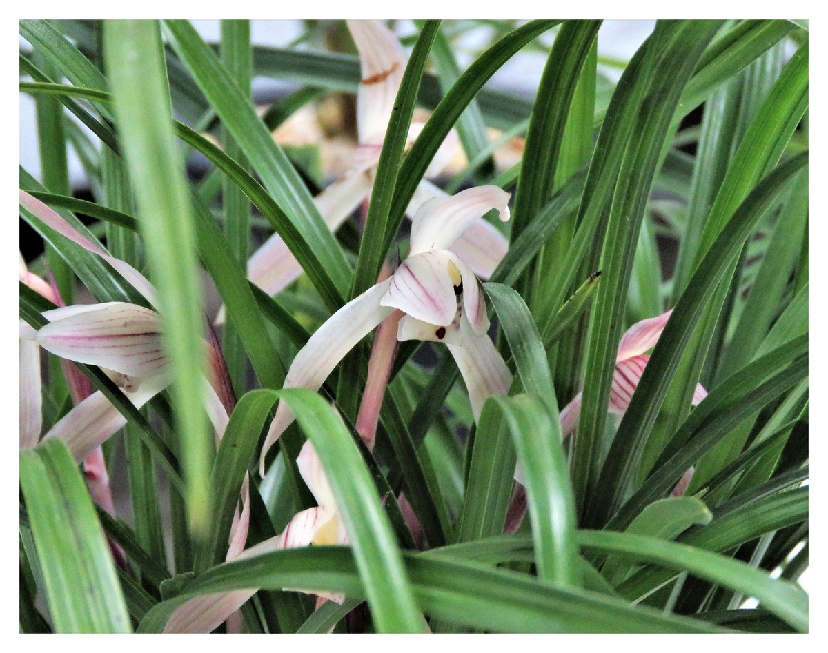 f:id:hansui:20190318121110j:plain f:id:hansui:20190318121110j:plain