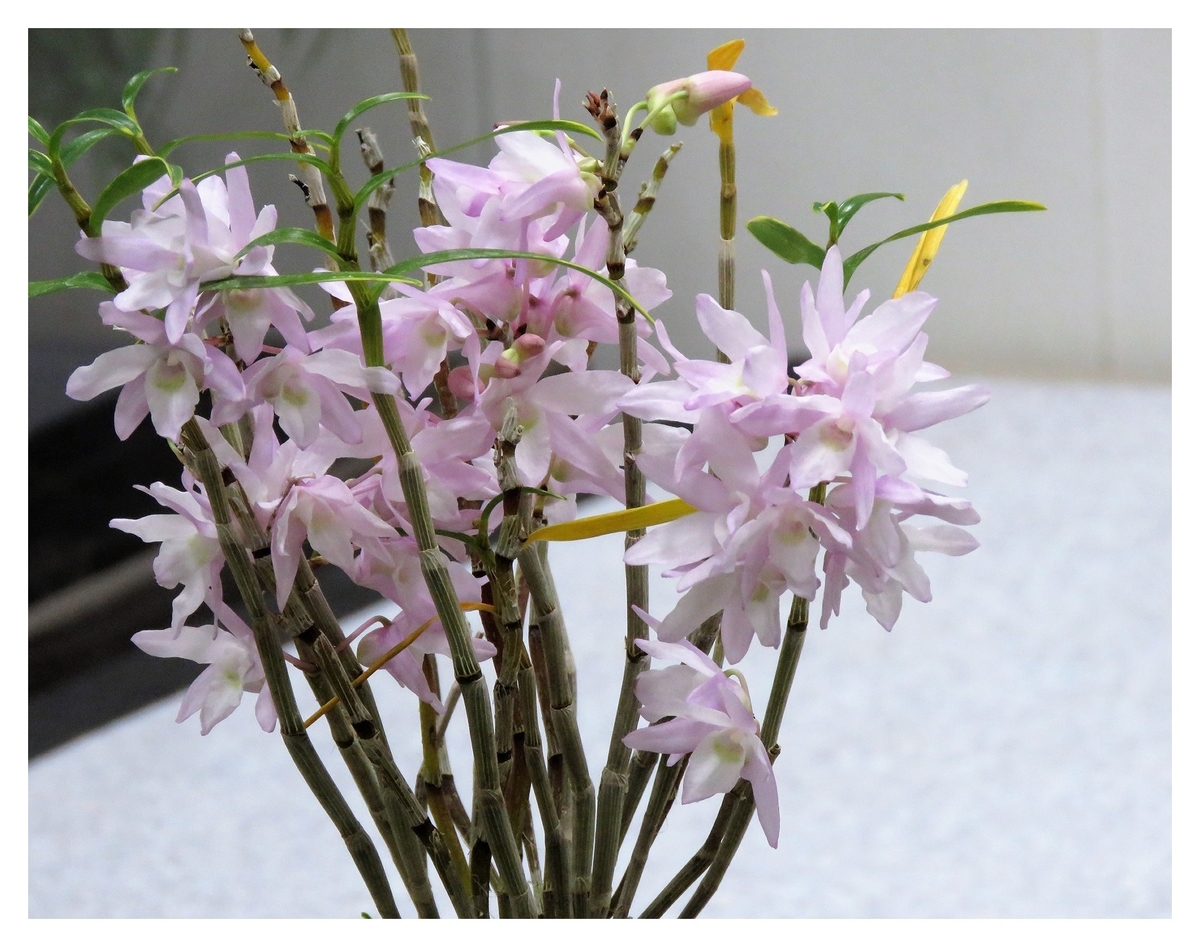 f:id:hansui:20190318123707j:plain f:id:hansui:20190318123707j:plain