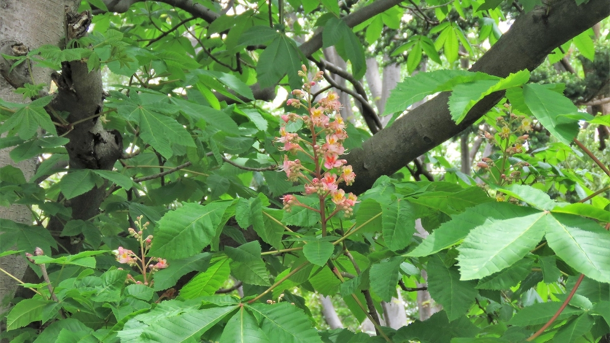 f:id:hansui:20190506210932j:plain