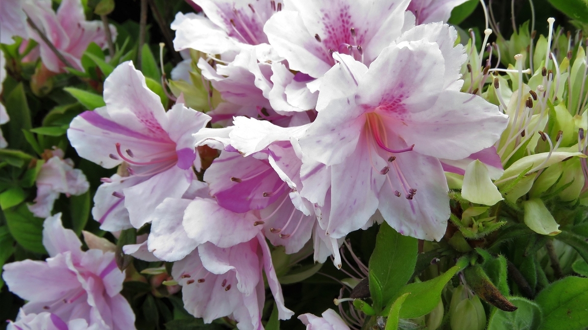 f:id:hansui:20190506211110j:plain