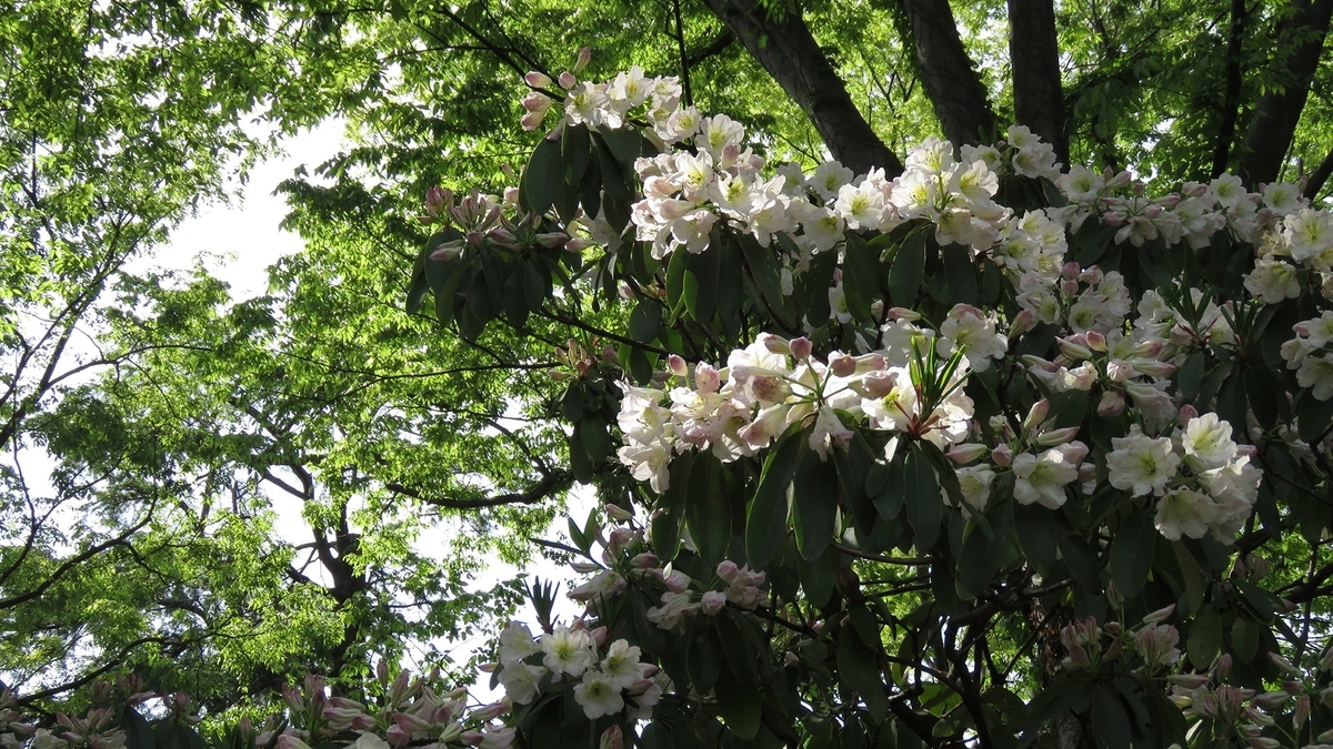 f:id:hansui:20190506211410j:plain