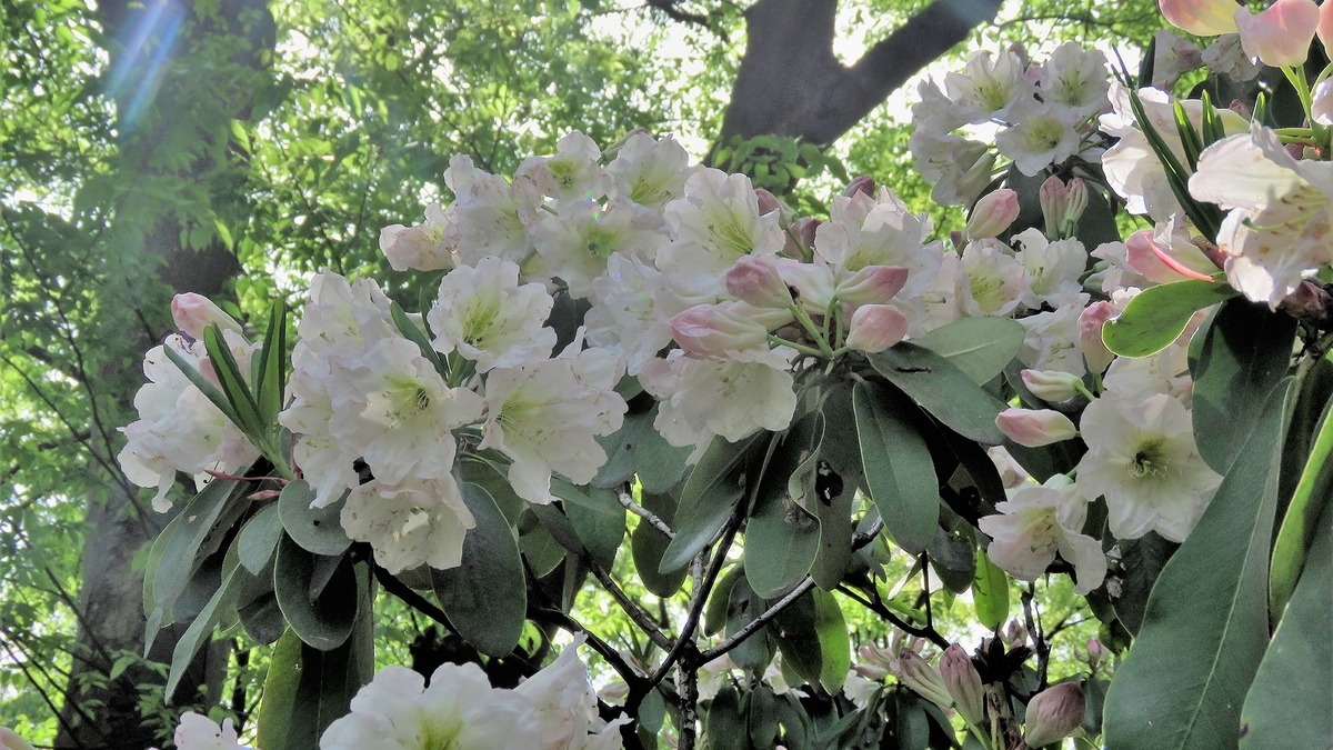 f:id:hansui:20190506211449j:plain