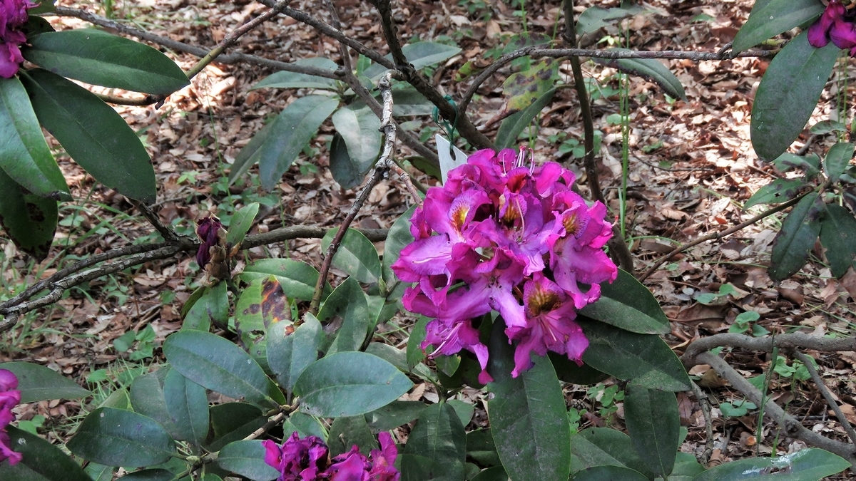 f:id:hansui:20190506211538j:plain