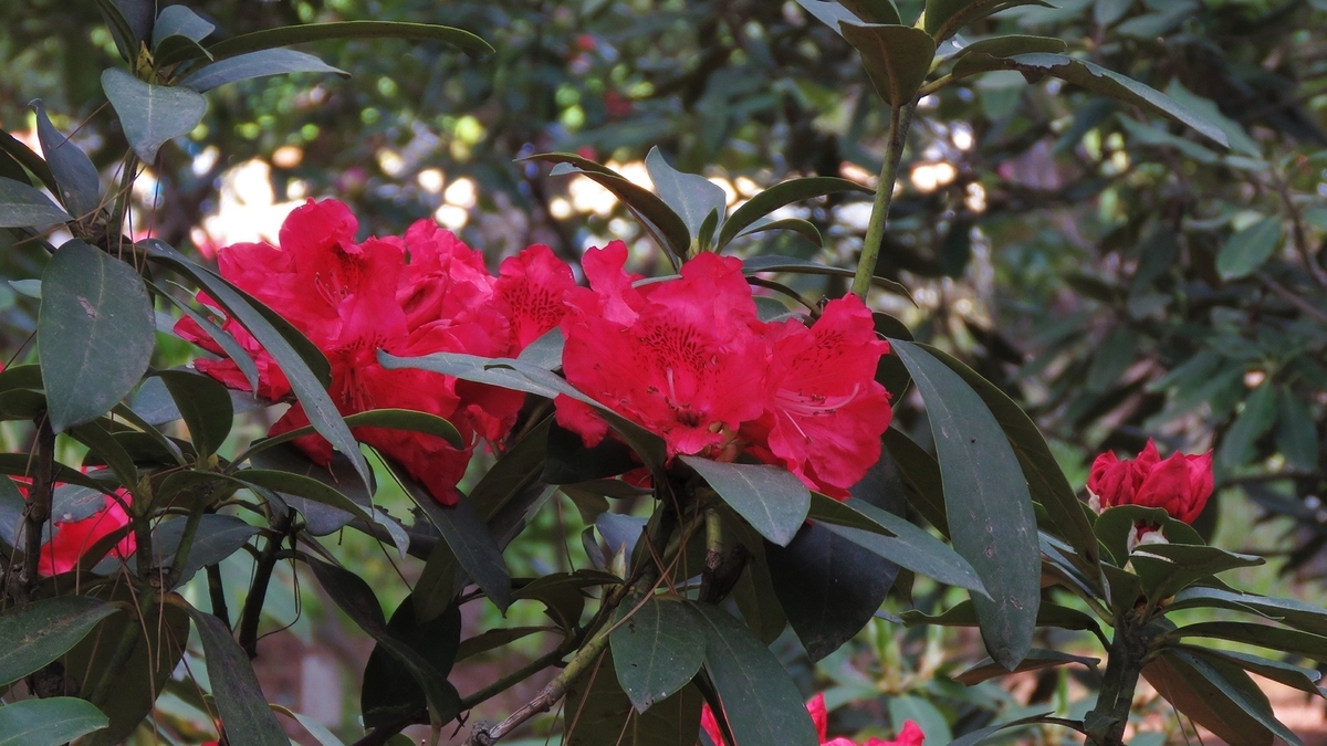 f:id:hansui:20190506211613j:plain