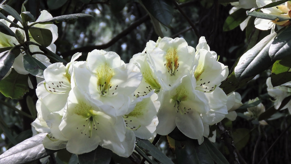 f:id:hansui:20190506211655j:plain