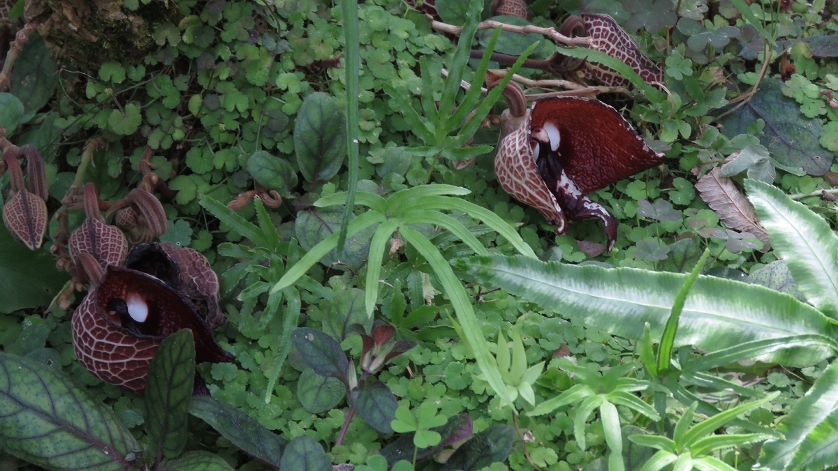 f:id:hansui:20190507041546j:plain