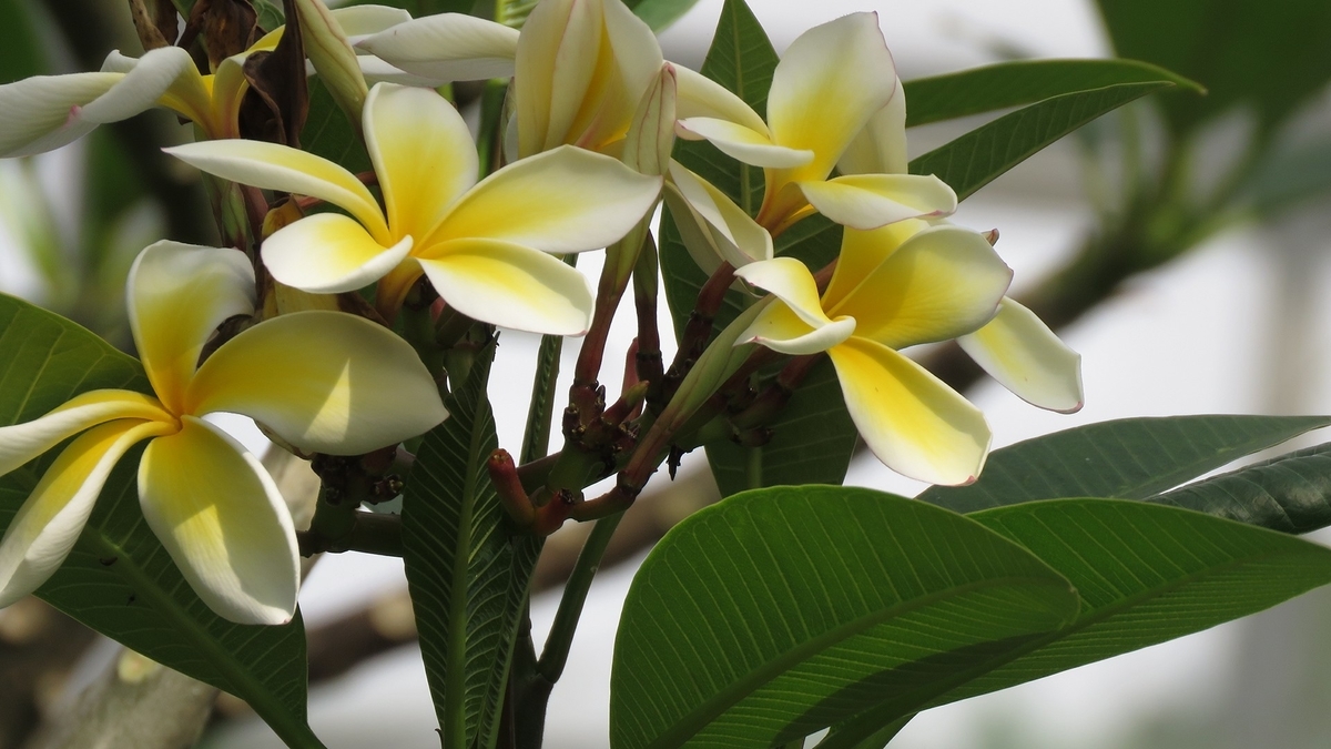 f:id:hansui:20190507042342j:plain