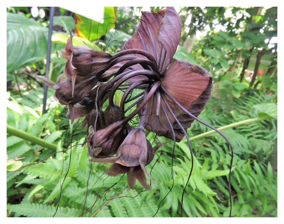 f:id:hansui:20190507043439j:plain