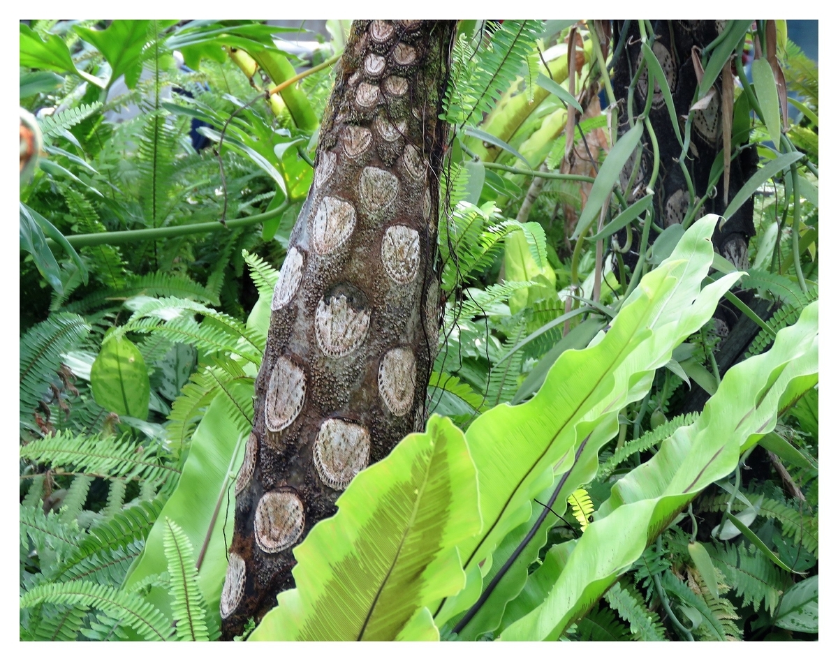 f:id:hansui:20190507044251j:plain