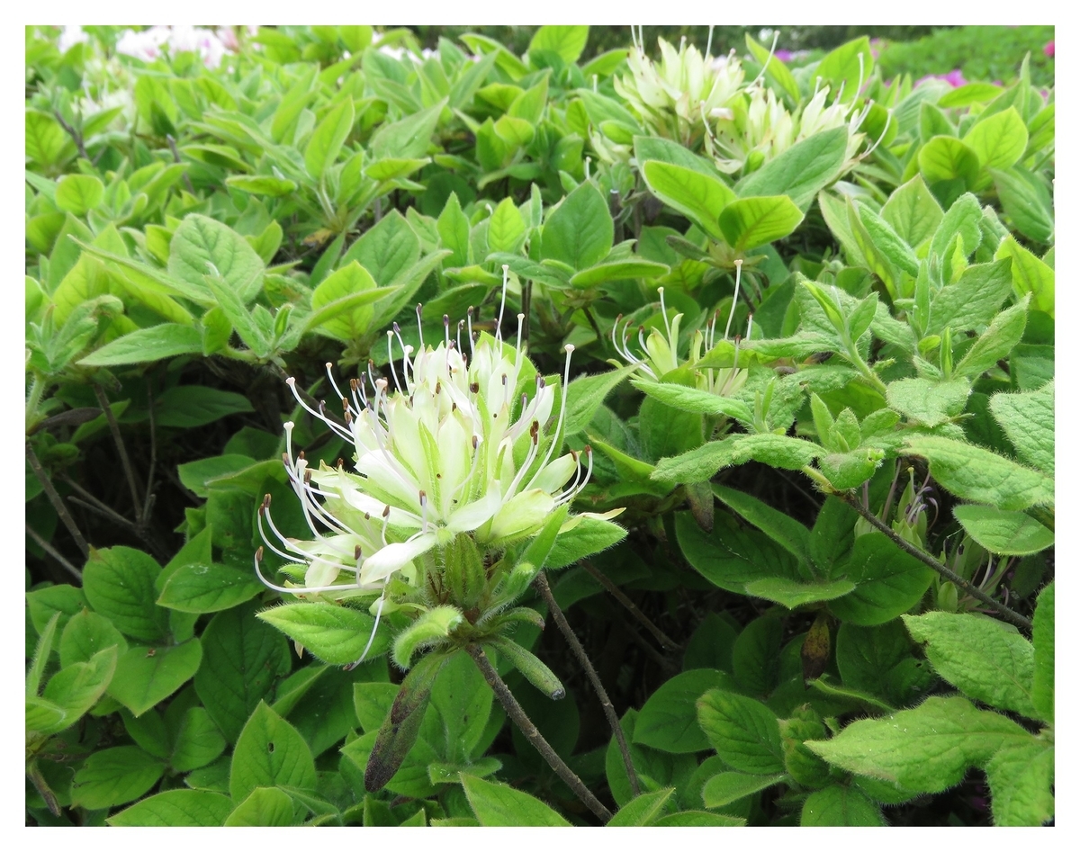 f:id:hansui:20190507050112j:plain