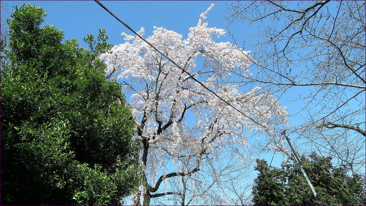 f:id:hansui:20200331063917j:plain f:id:hansui:20200331063917j:plain