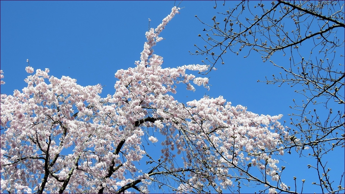 f:id:hansui:20200331063952j:plain f:id:hansui:20200331063952j:plain