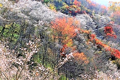 f:id:hansui:20200401052843j:plain f:id:hansui:20200401052843j:plain