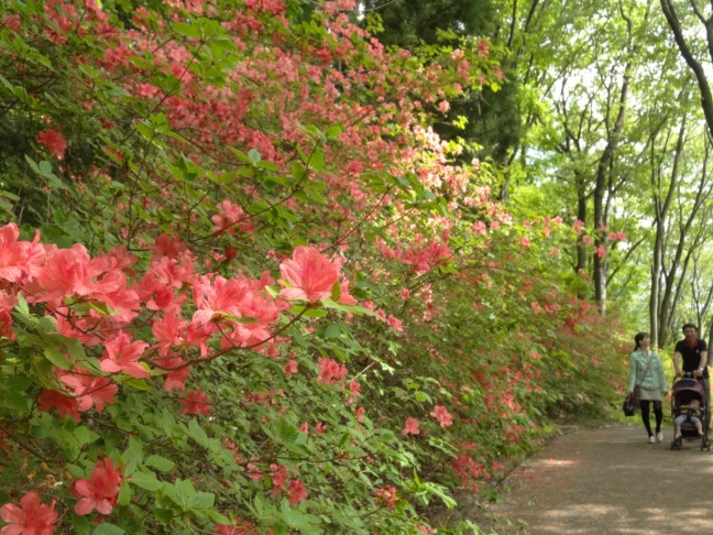 f:id:hantenmok:20150506043225j:image