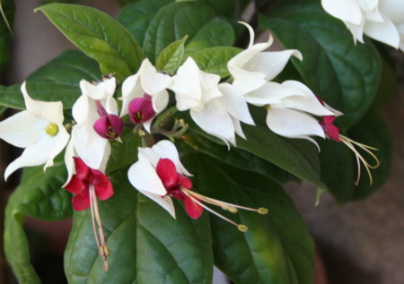 f:id:hantubojinusi:20081206103202j:image