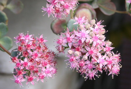 f:id:hantubojinusi:20081213111140j:image