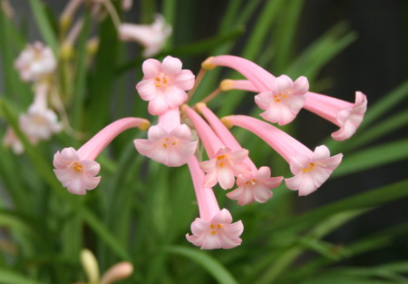 f:id:hantubojinusi:20081213112310j:image