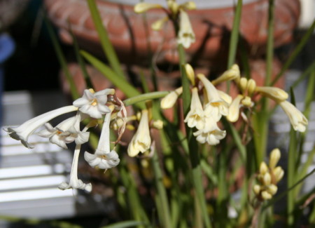 f:id:hantubojinusi:20090125113827j:image