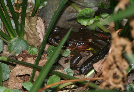 f:id:hantubojinusi:20090214075910j:image