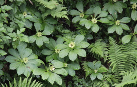 f:id:hantubojinusi:20090810094324j:image