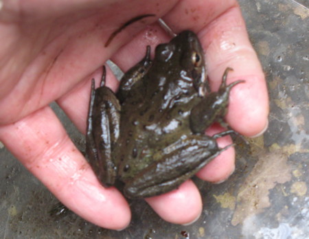 f:id:hantubojinusi:20100111132228j:image f:id:hantubojinusi:20100111132228j:image