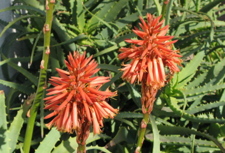 f:id:hantubojinusi:20100130134933j:image f:id:hantubojinusi:20100130134933j:image