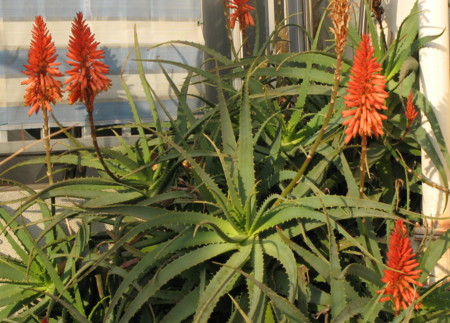 f:id:hantubojinusi:20100208161201j:image f:id:hantubojinusi:20100208161201j:image