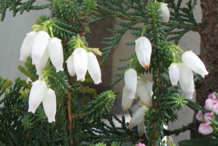 f:id:hantubojinusi:20100303122331j:image