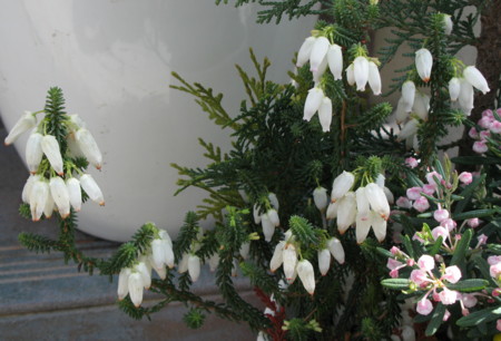 f:id:hantubojinusi:20100303122341j:image