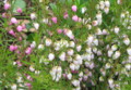 20100407081901