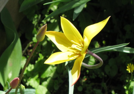 f:id:hantubojinusi:20100410120547j:image