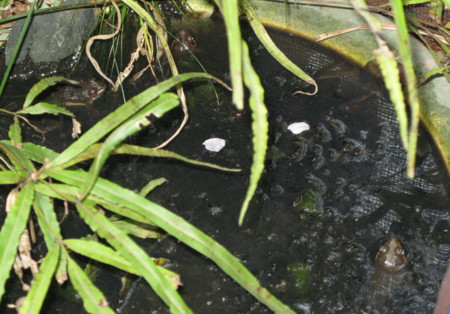 f:id:hantubojinusi:20100411172635j:image f:id:hantubojinusi:20100411172635j:image