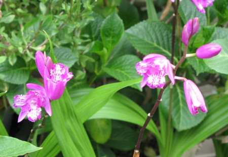 f:id:hantubojinusi:20100522151447j:image