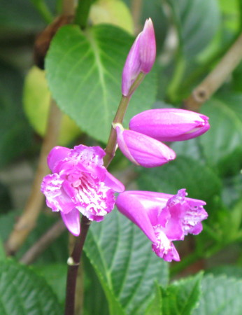 f:id:hantubojinusi:20100522151457j:image