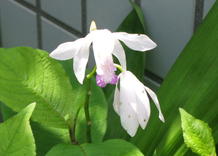 f:id:hantubojinusi:20100525102909j:image