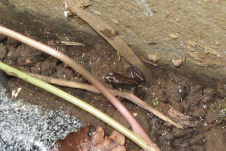 f:id:hantubojinusi:20100730123354j:image f:id:hantubojinusi:20100730123354j:image