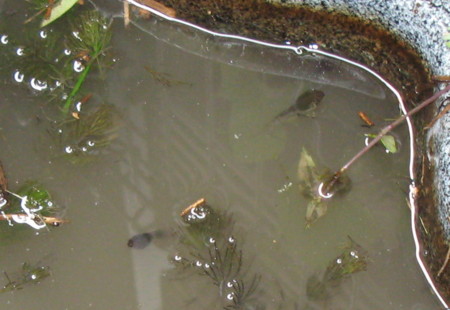 f:id:hantubojinusi:20100730123422j:image f:id:hantubojinusi:20100730123422j:image